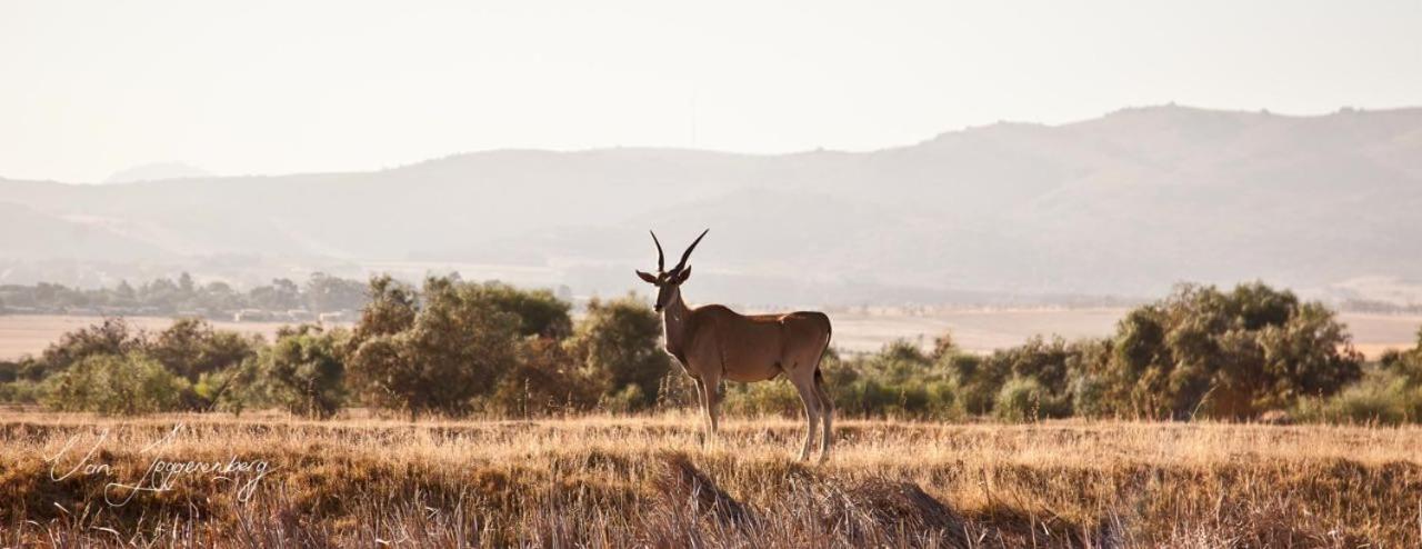 Denneboom Vineyards And Wildlife Paarl Exterior foto